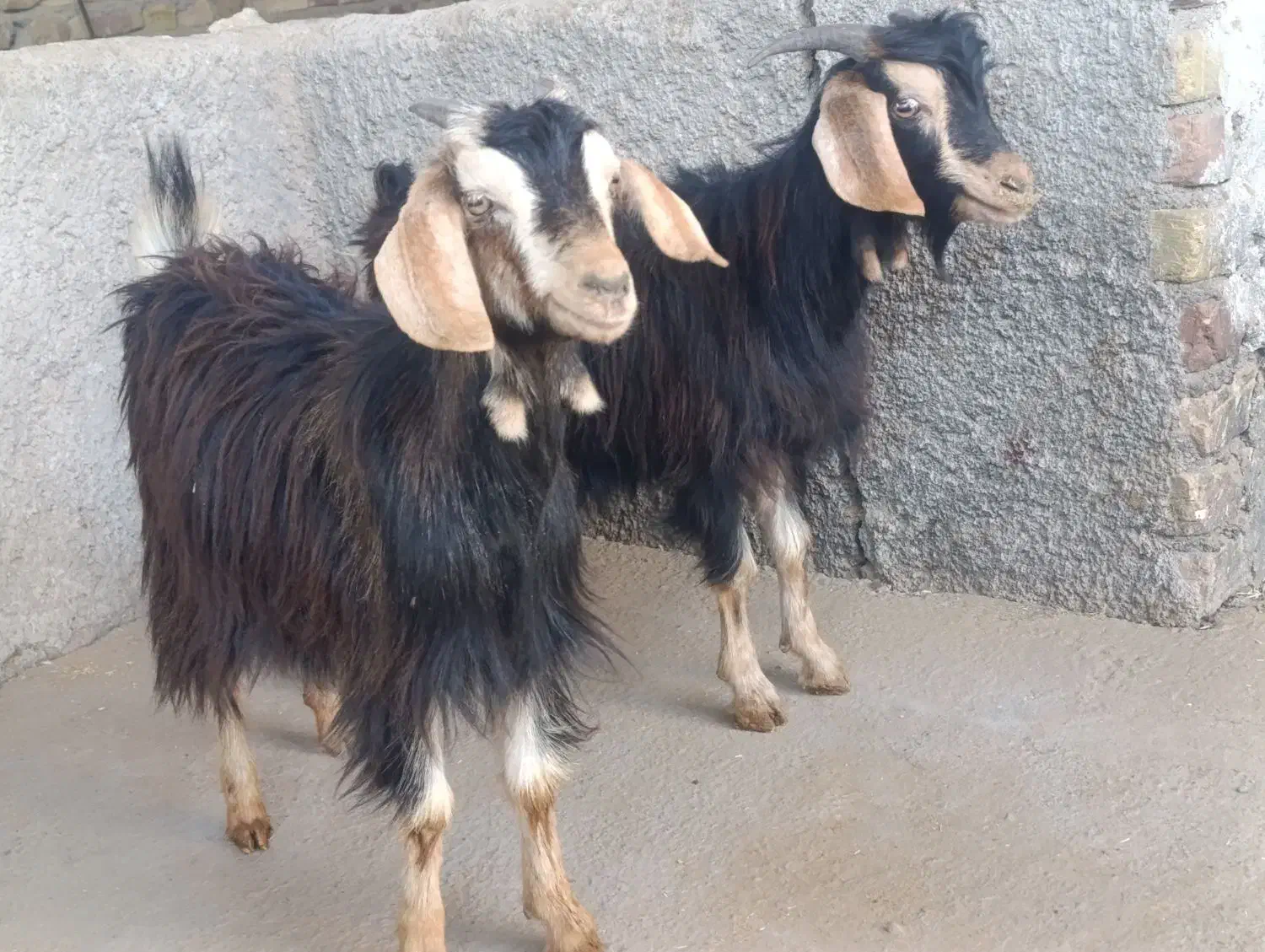 10راس بزغاله جهت نگهداری و قربانی|حیوانات مزرعه|کرج, حصارک پایین|دیوار