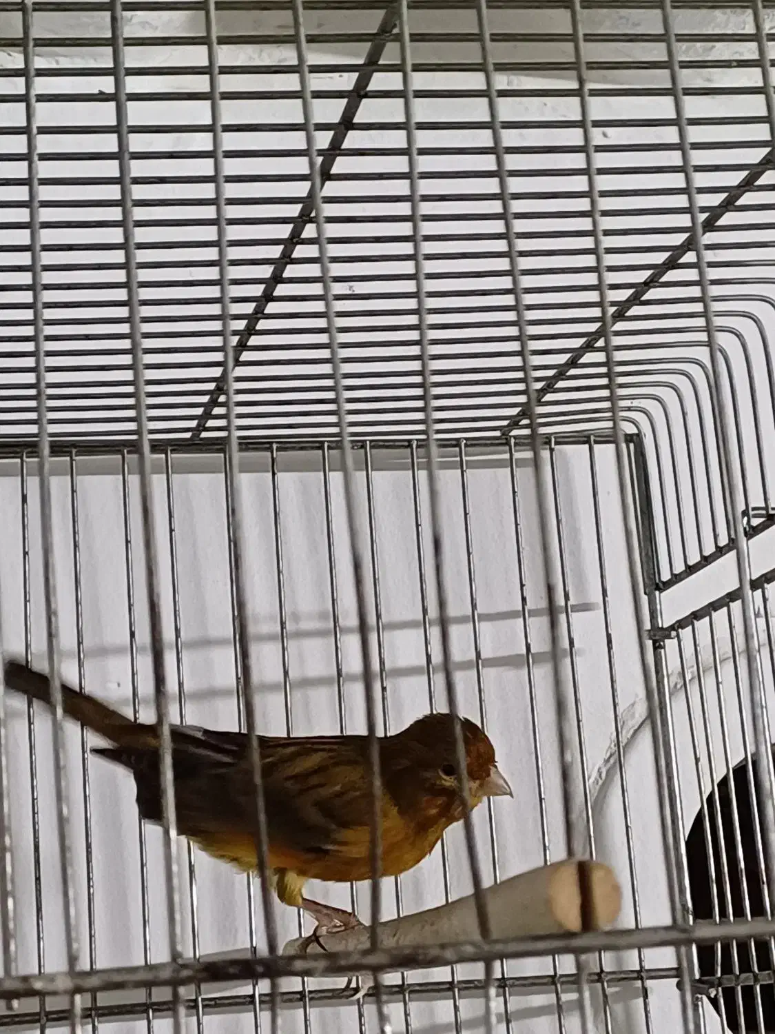 قناری|پرنده|تهران, کیانشهر|دیوار