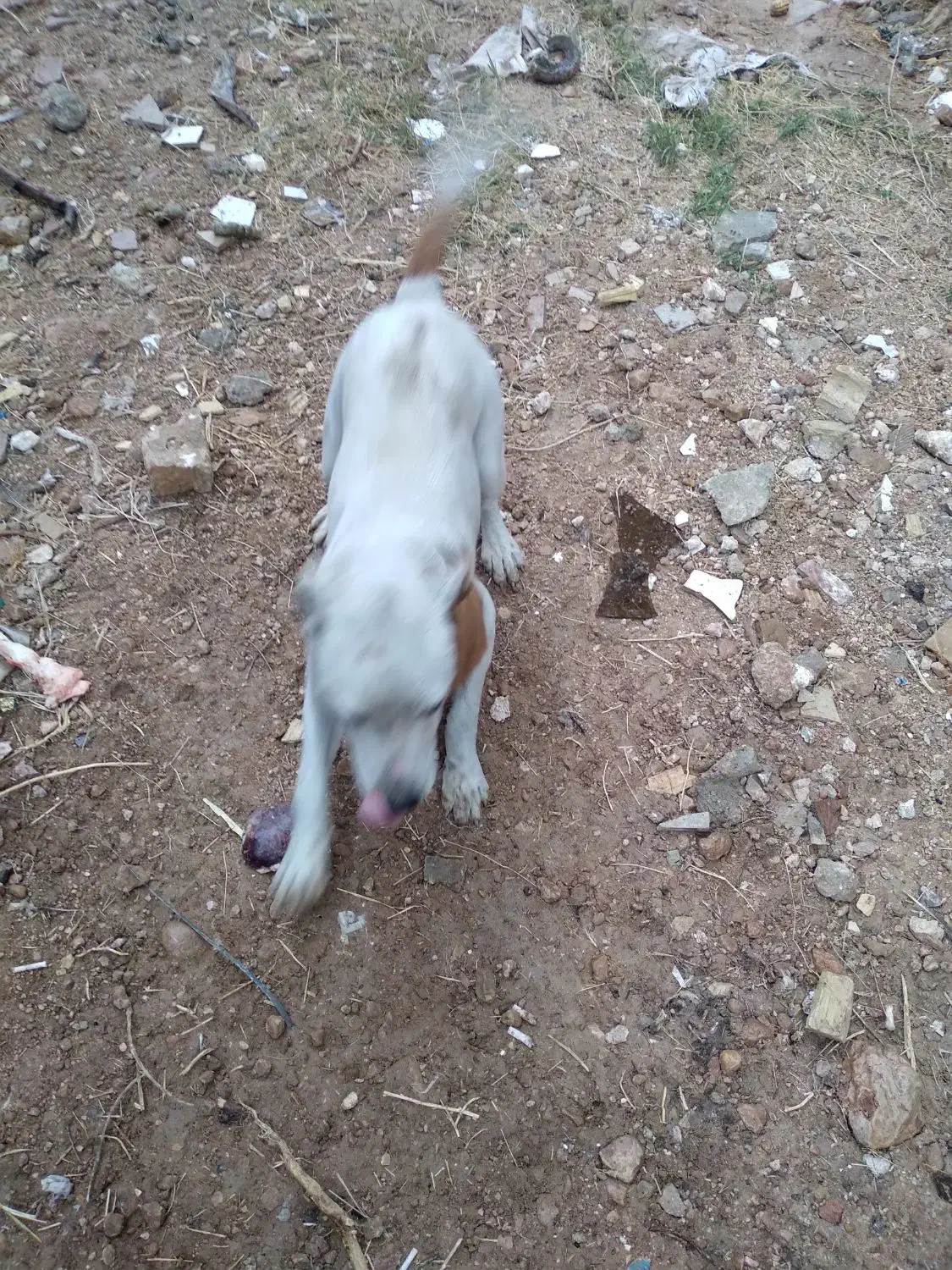 سگ ریگان پیتبول ماده پورخون اصل|سگ|شیراز, داریون|دیوار