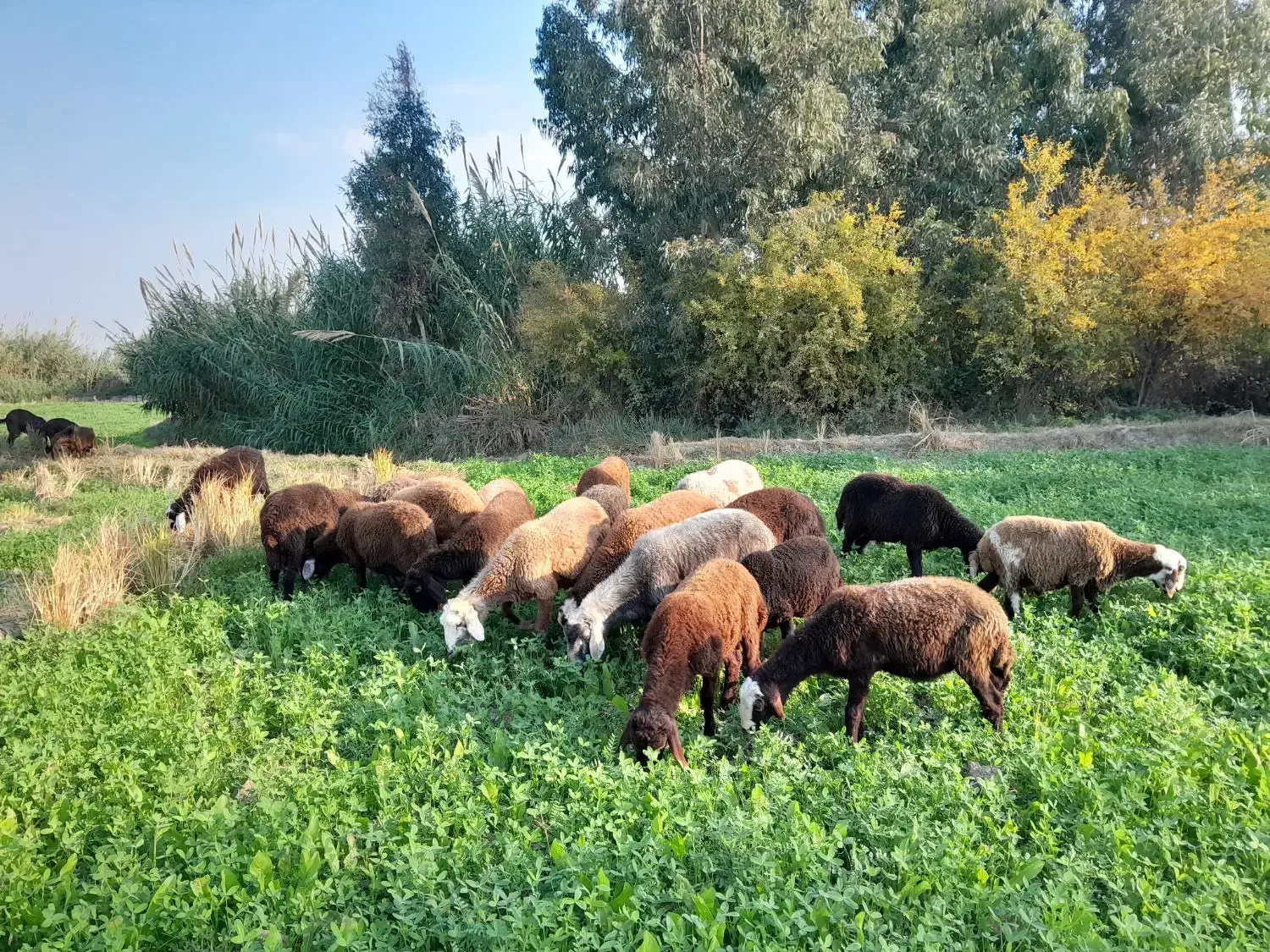 گوسفند میش نیست ۲۲ عدد بره وبز غالب هستش|حیوانات مزرعه|گرگان, |دیوار