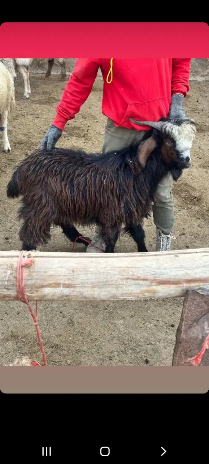 بزغاله چاق سالم به شرط|حیوانات مزرعه|بجنورد, |دیوار