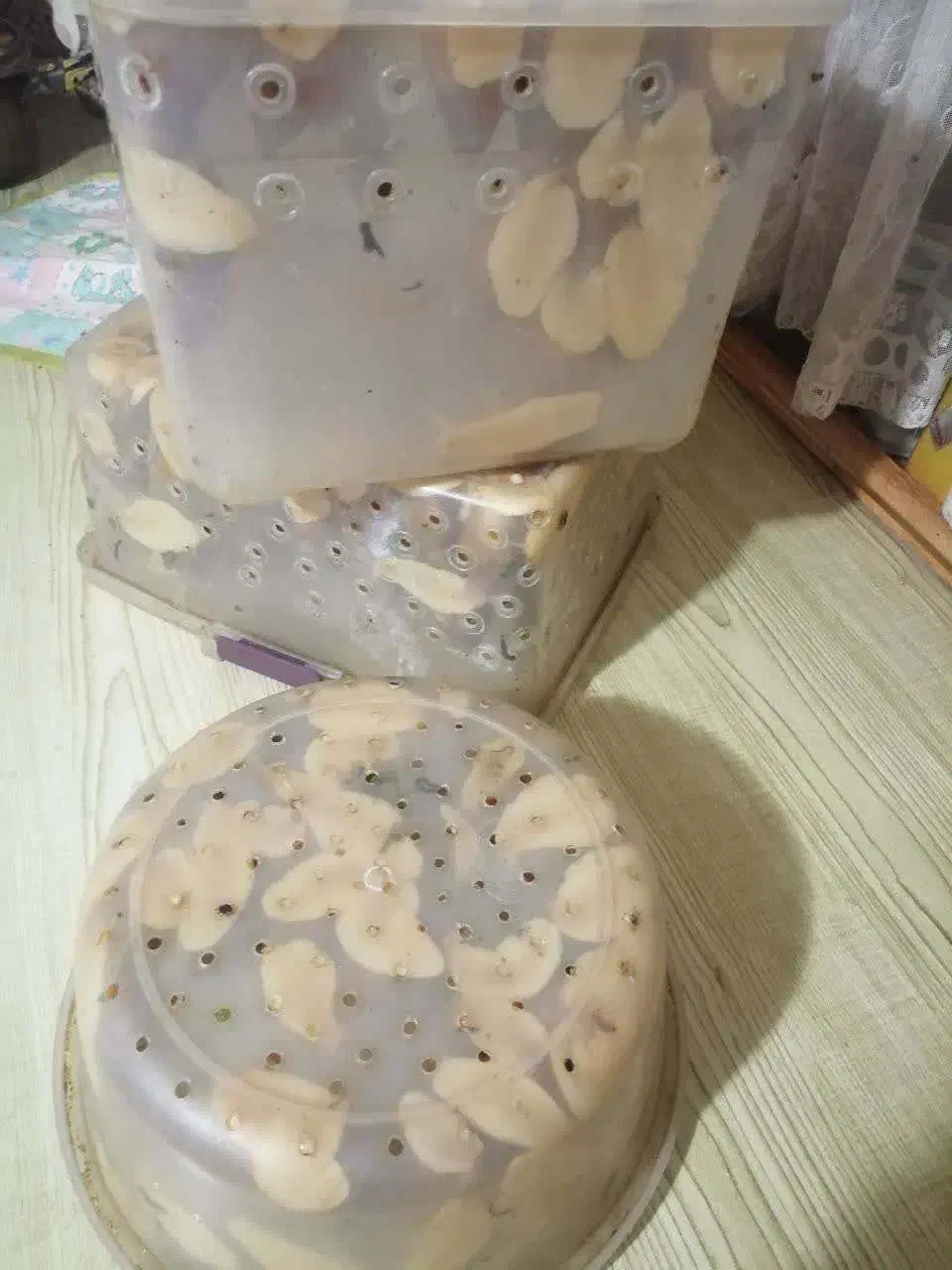 واگذاری حلزون یک جا به تعداد بالا|خزنده|تهران, باغ خزانه|دیوار