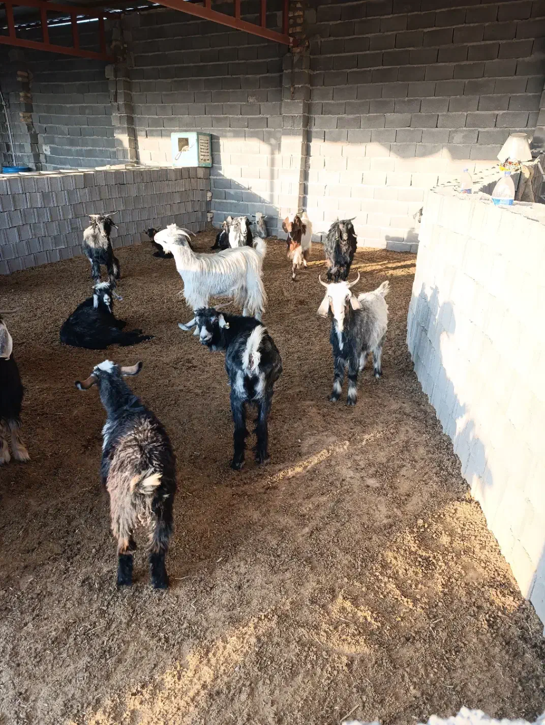 بز چبش|حیوانات مزرعه|مرودشت, دولت آباد|دیوار