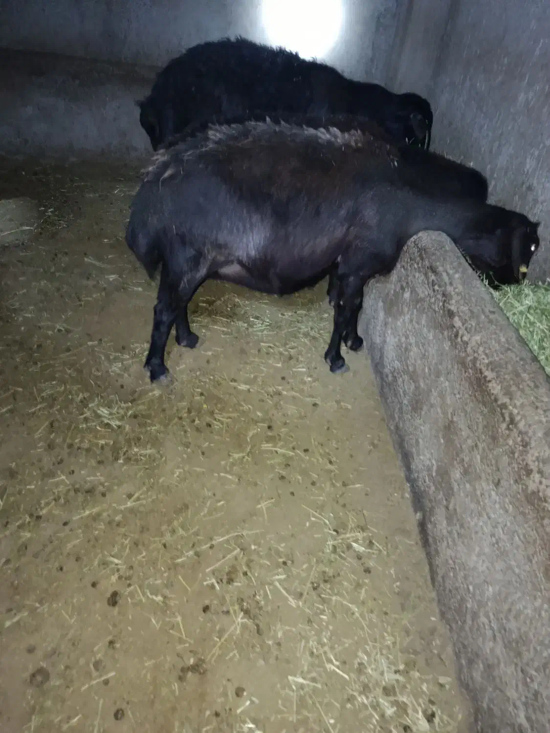 گوسفند چاق برای قربانی و مصرف خانگی|حیوانات مزرعه|شاهین دژ, |دیوار