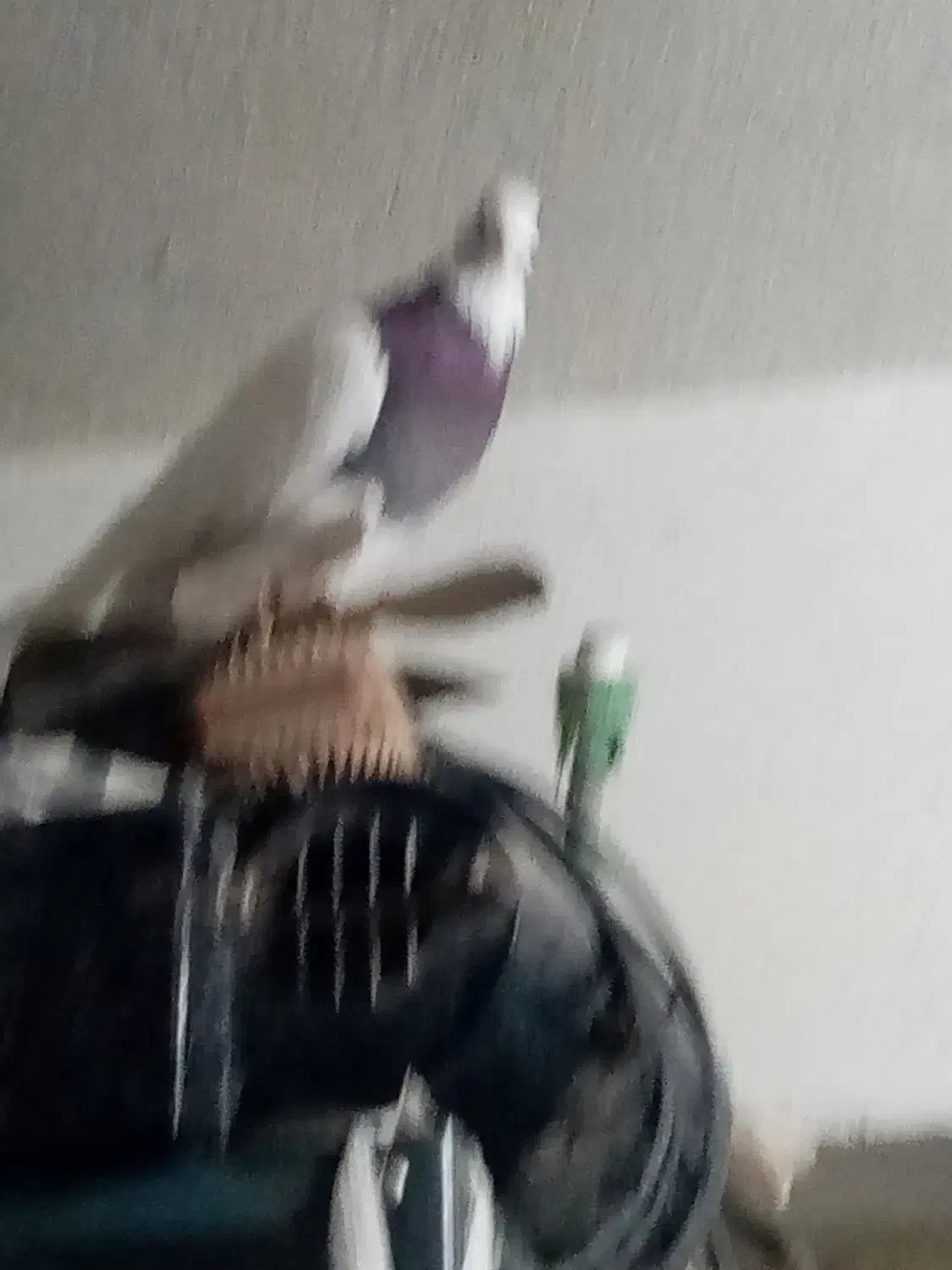 پرنده|پرنده|مرودشت, دولت آباد|دیوار