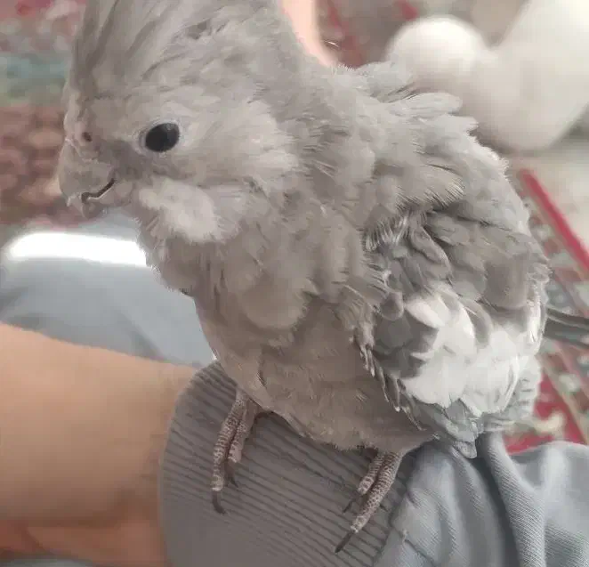 عروس هلندی|پرنده|زنجان, |دیوار