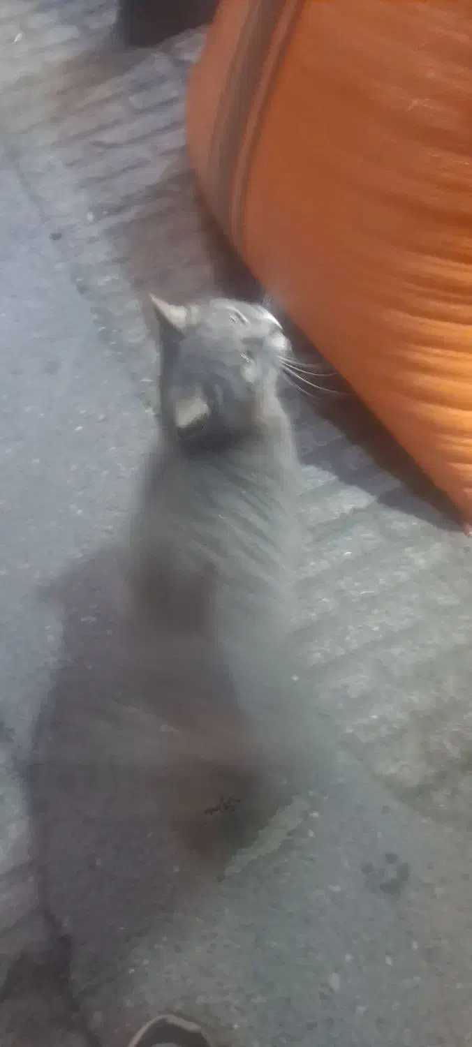 پیدا شده|حیوانات|تبریز, |دیوار