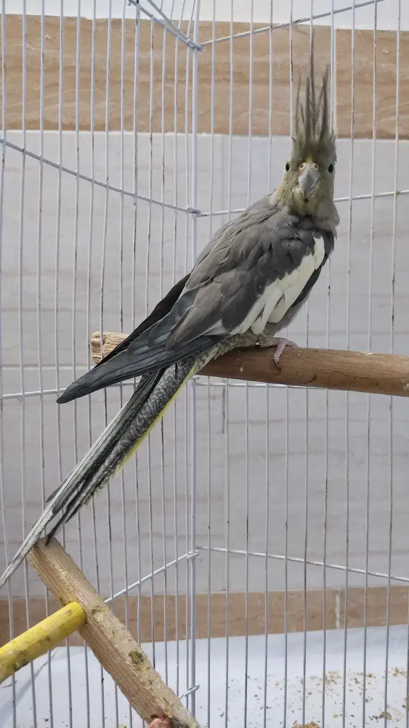 ماده سینامون|پرنده|محمدیه-قزوین, |دیوار