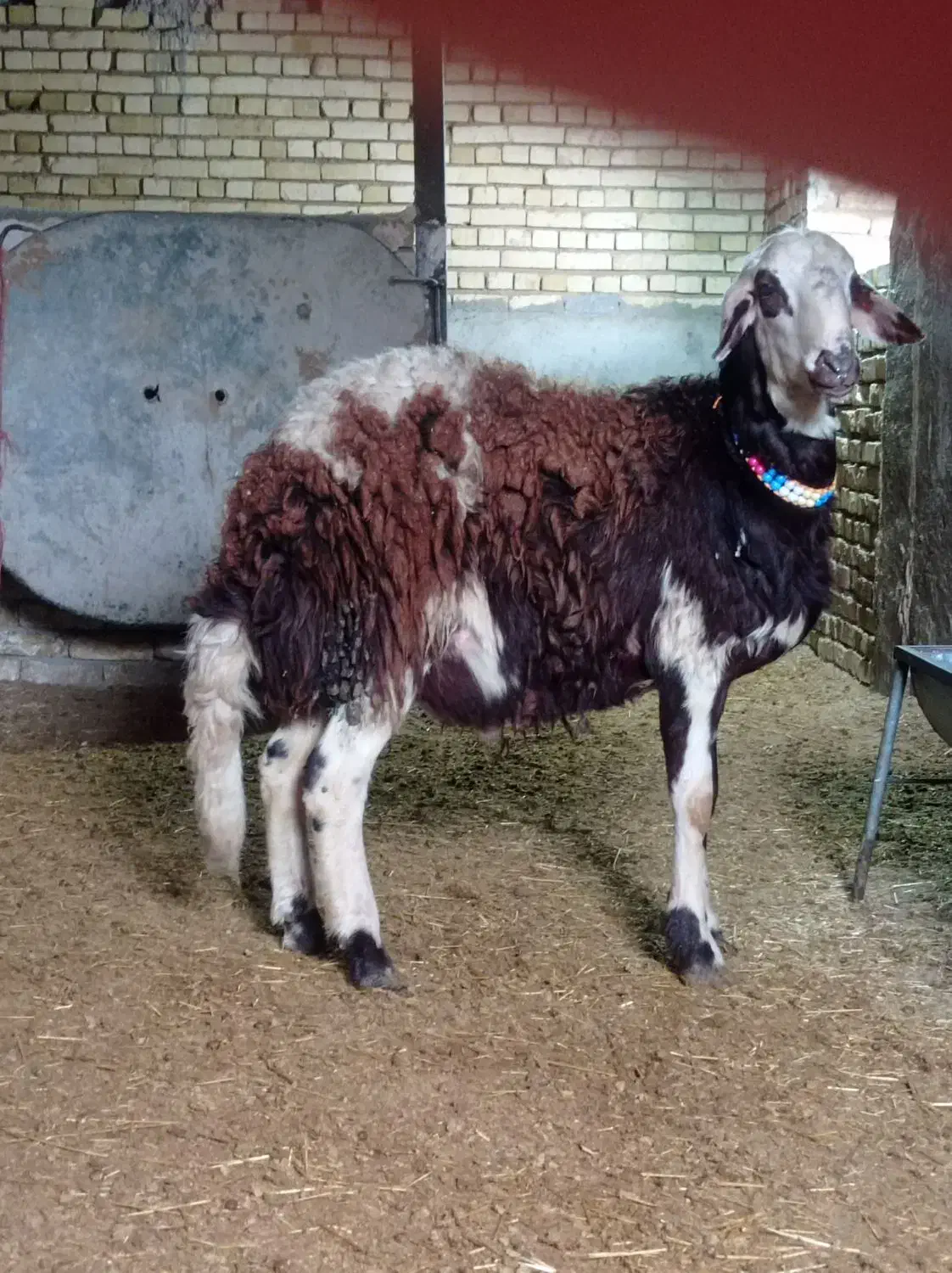 بره قوچ پلنگی.|حیوانات مزرعه|ملایر, |دیوار