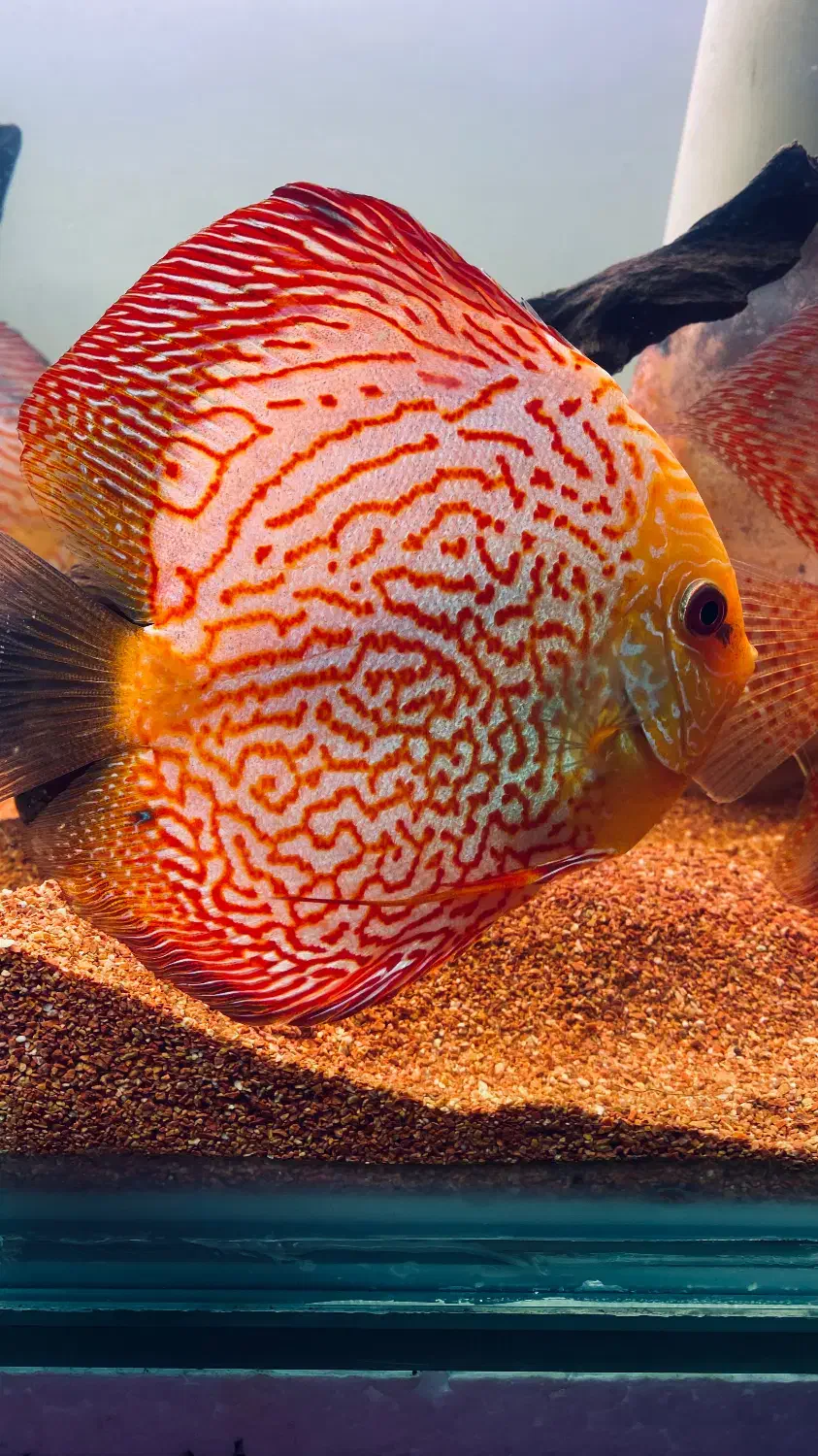 دیسکس وارداتی مولد|ماهی|کرج, گوهردشت|دیوار