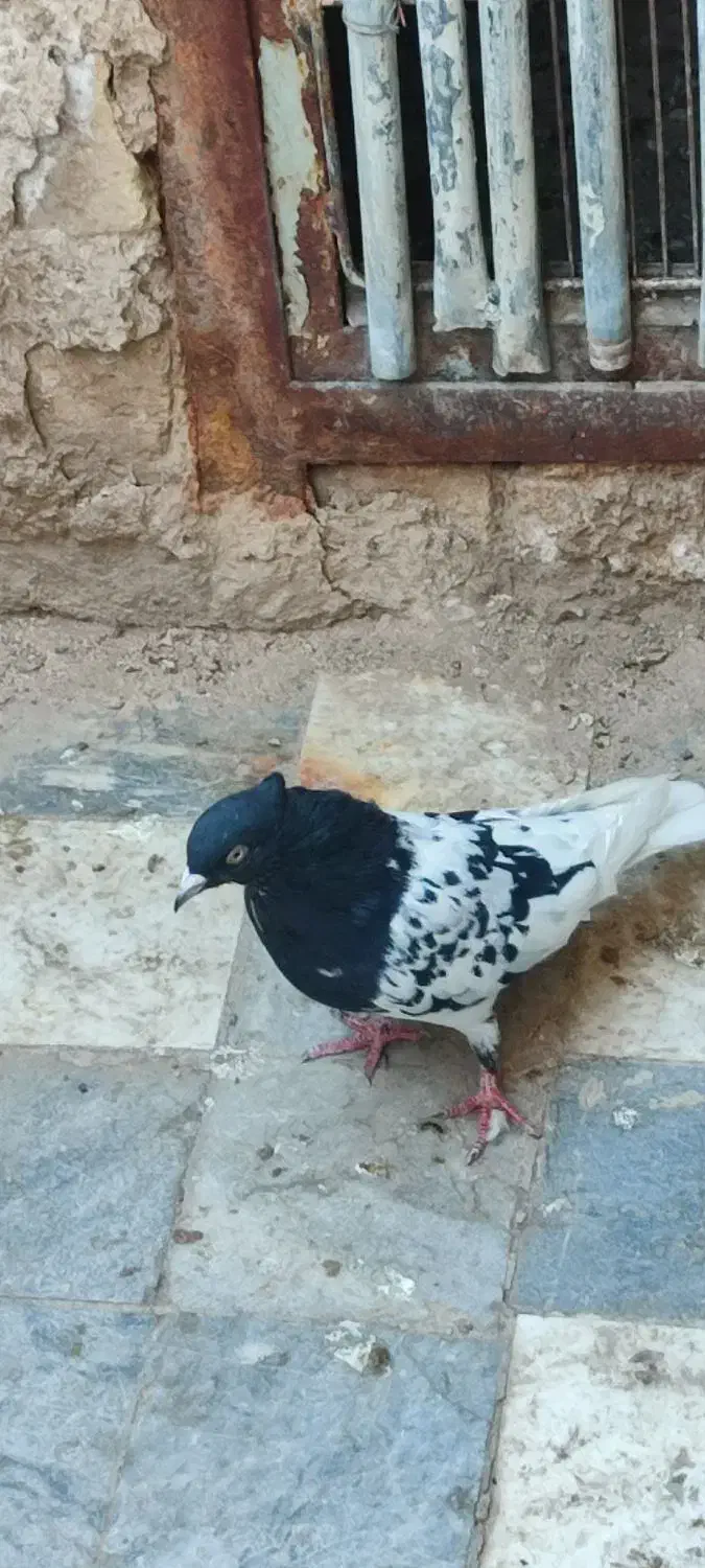 کل سیاه|پرنده|قم, شهر قائم|دیوار