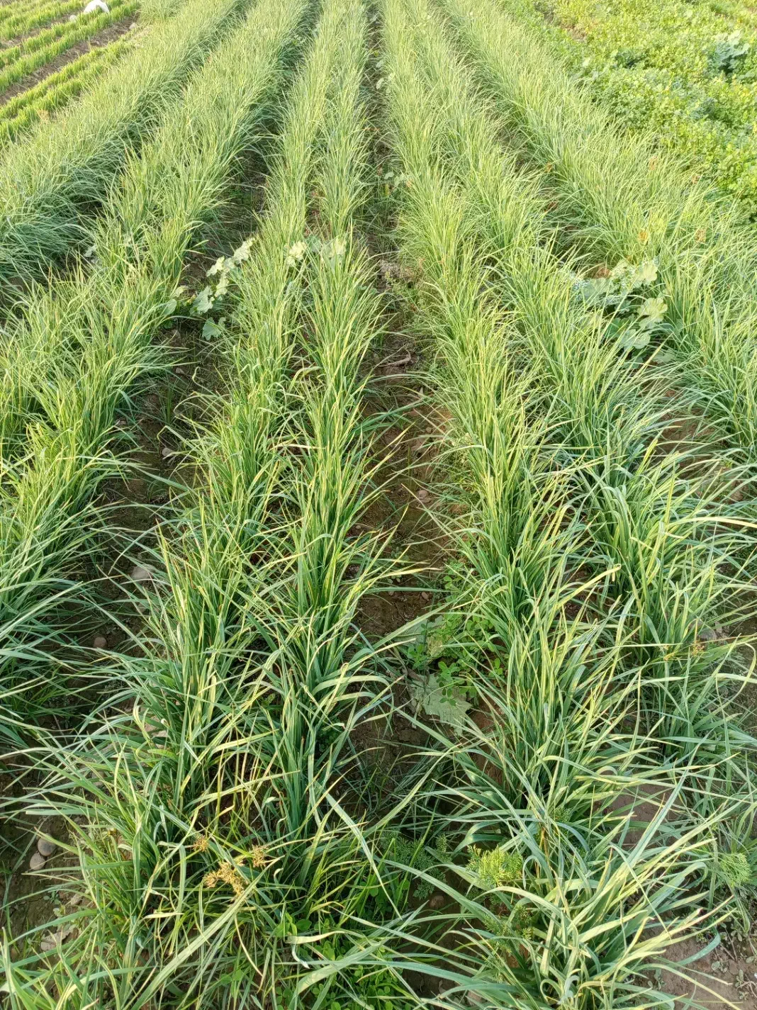 فروش سبزی خورشتی خام و تازه تحویل درب منزل رایگان|خوردنی و آشامیدنی|اندیمشک, |دیوار