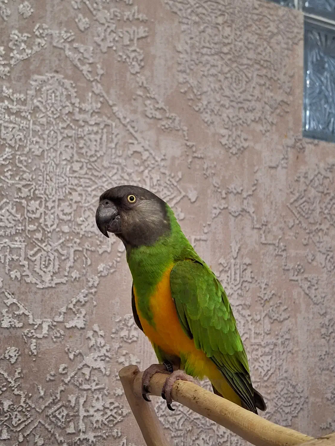 طوطی سنگال نر دستی|پرنده|تهران, چیتگر جنوبی|دیوار