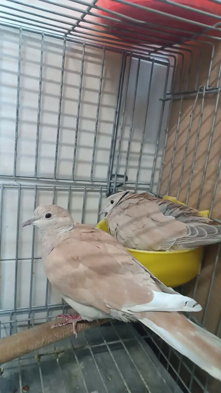 کبوتر تزئینی|پرنده|تهران, شکیبا|دیوار