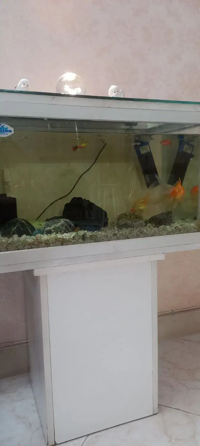 اکاریوم با کلیه لوازم قیمت ۱۵۰۰|لوازم جانبی حیوانات|پاکدشت, پاکدشت (مامازند)|دیوار