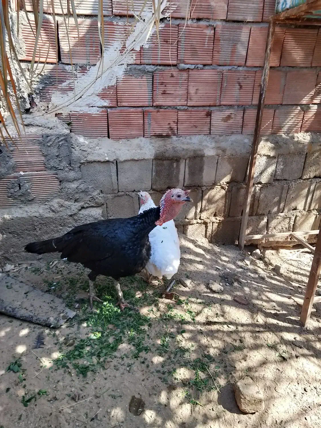 بوقلمون|حیوانات مزرعه|بم, |دیوار