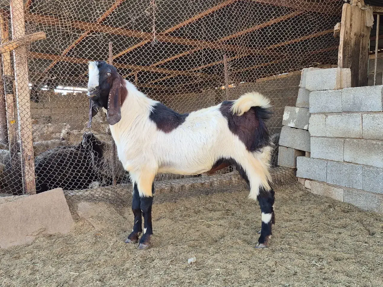 دبر جوان مست|حیوانات مزرعه|سیدان, |دیوار