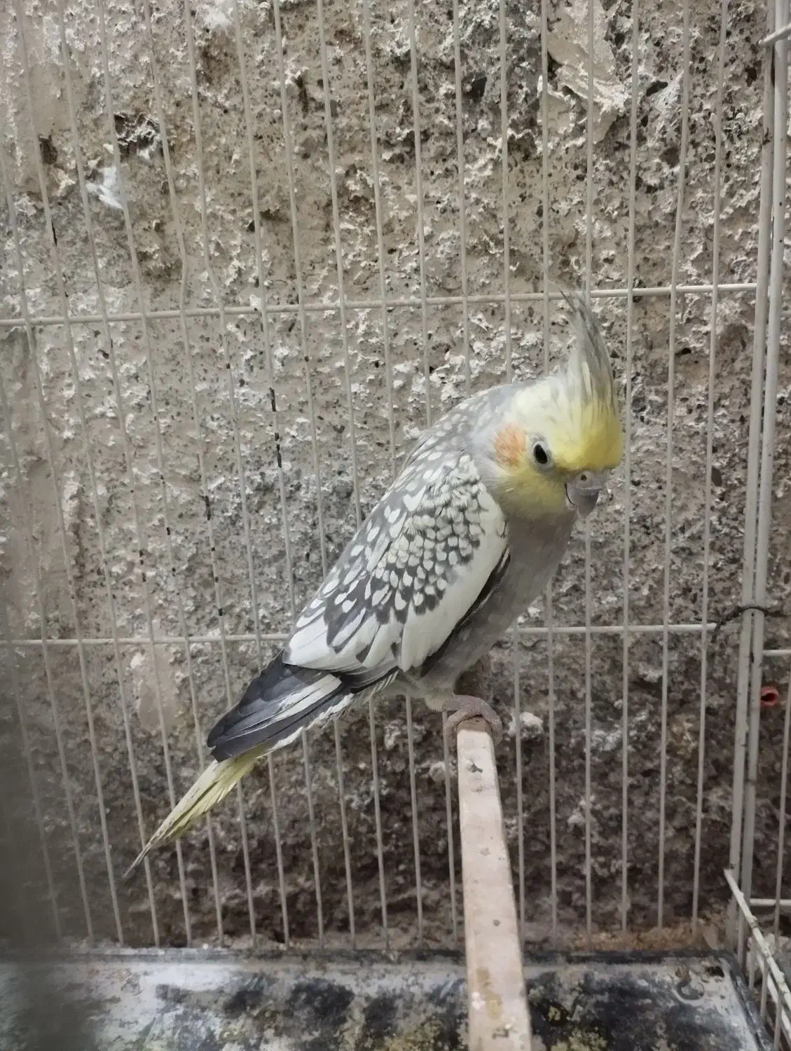 عروس هلندی معاوضه با کفتر|پرنده|تربت جام, پاسداران|دیوار