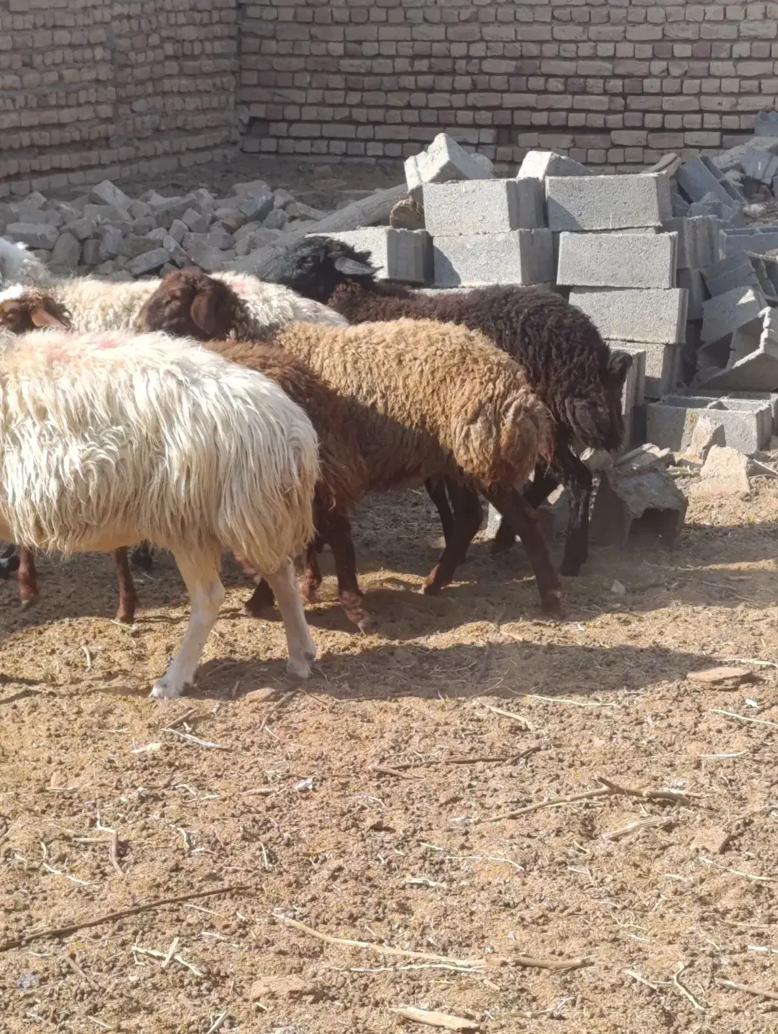 دو عدد میش 3بره ماده همشون جنس|حیوانات مزرعه|کاشان, مشکات|دیوار