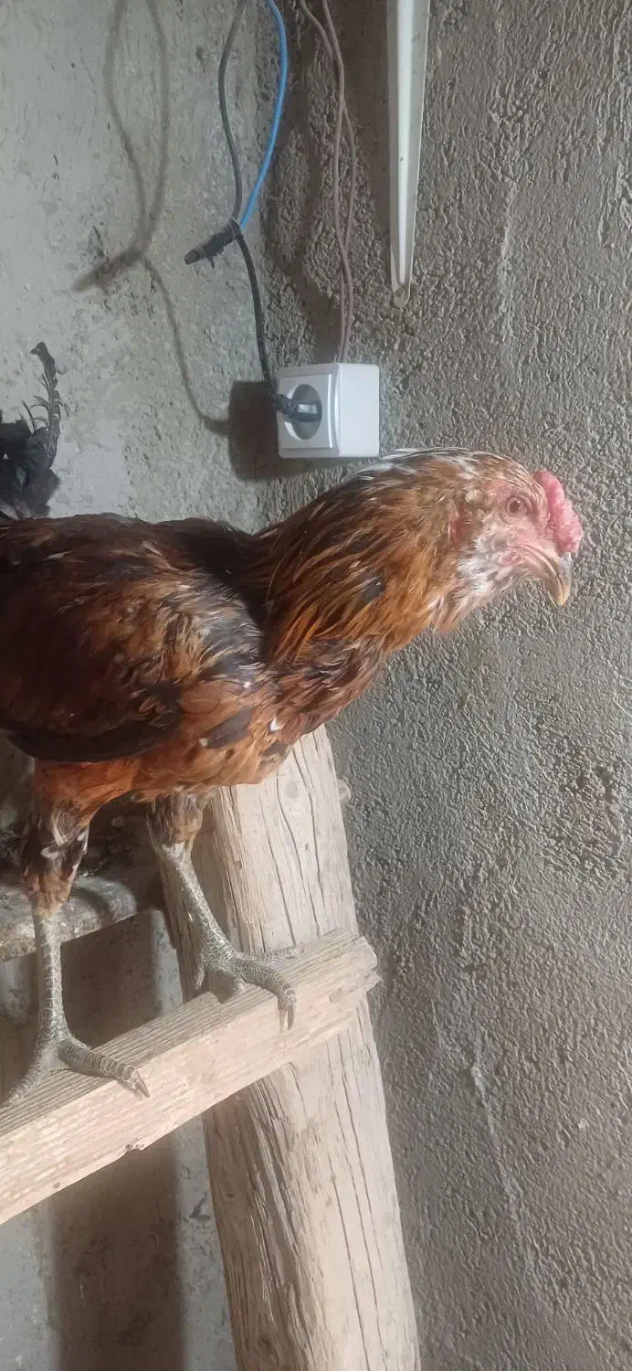 خروس گلین|حیوانات مزرعه|احمدآبادمستوفی, |دیوار