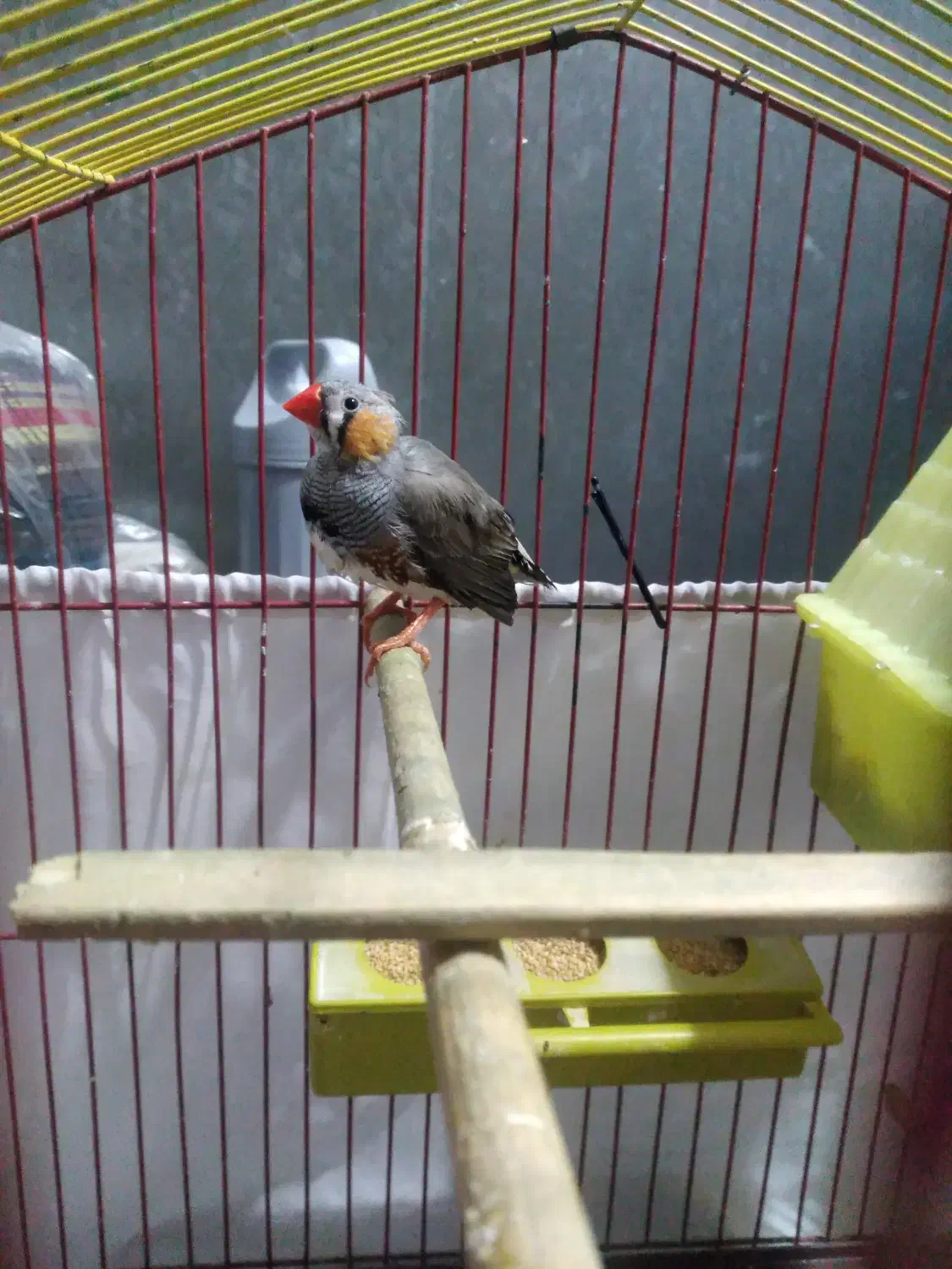 فنچ نر کینگ|پرنده|کرج, شاهین‌ویلا|دیوار