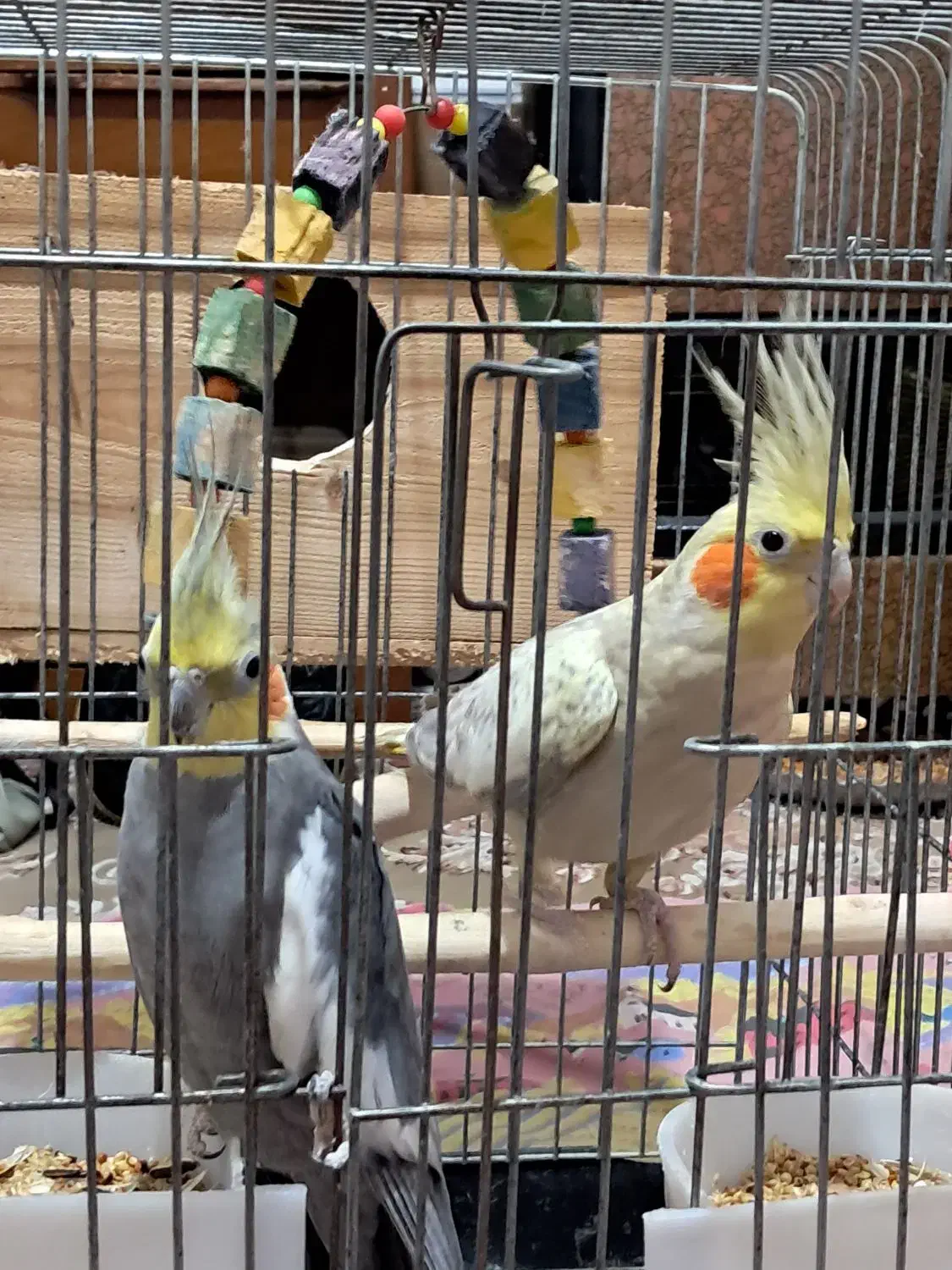 فروش عروس هلندی|پرنده|ماسال, |دیوار