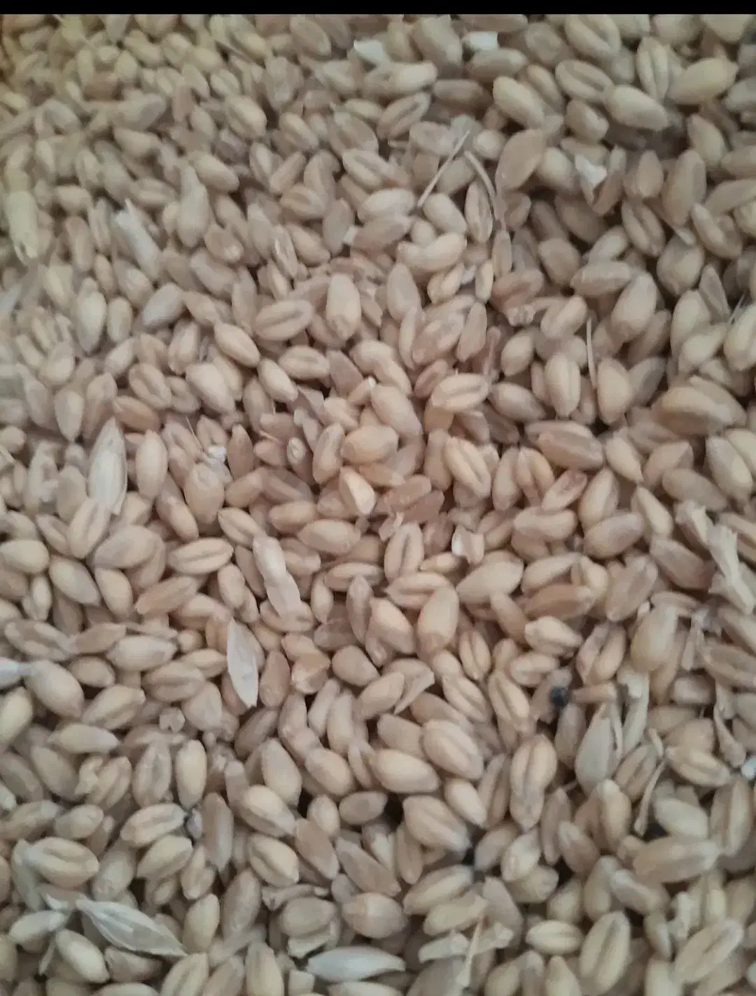 گندم|عمده‌فروشی|داران, |دیوار