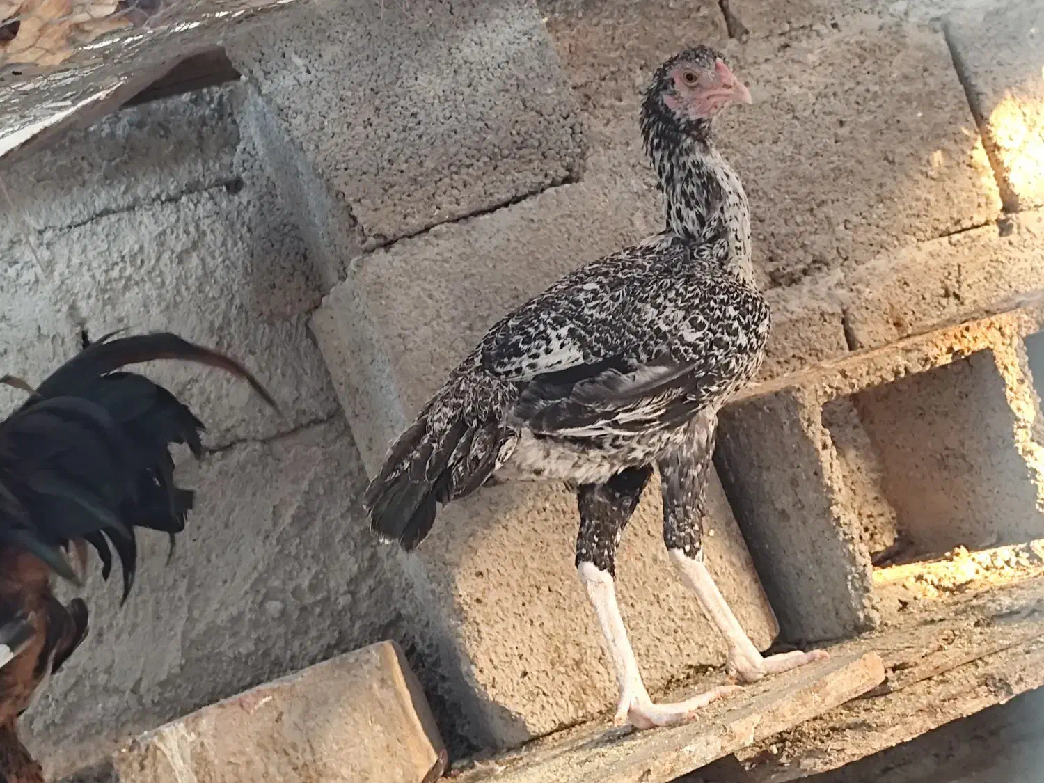 مرغ و خروس فروشی|حیوانات مزرعه|بمپور, |دیوار