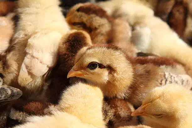 فروش عمده جوجه بومی دورگه مستقیم از کارخانه|حیوانات مزرعه|تهران, جوادیه|دیوار