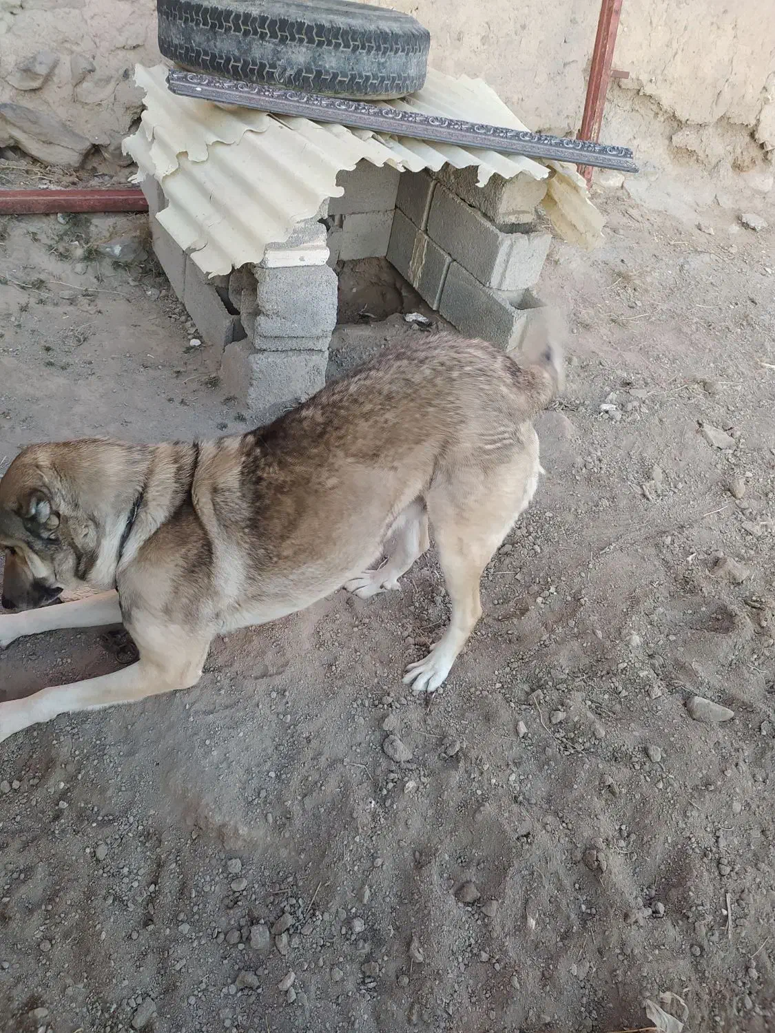 سگ روستا|سگ|ورزقان, |دیوار