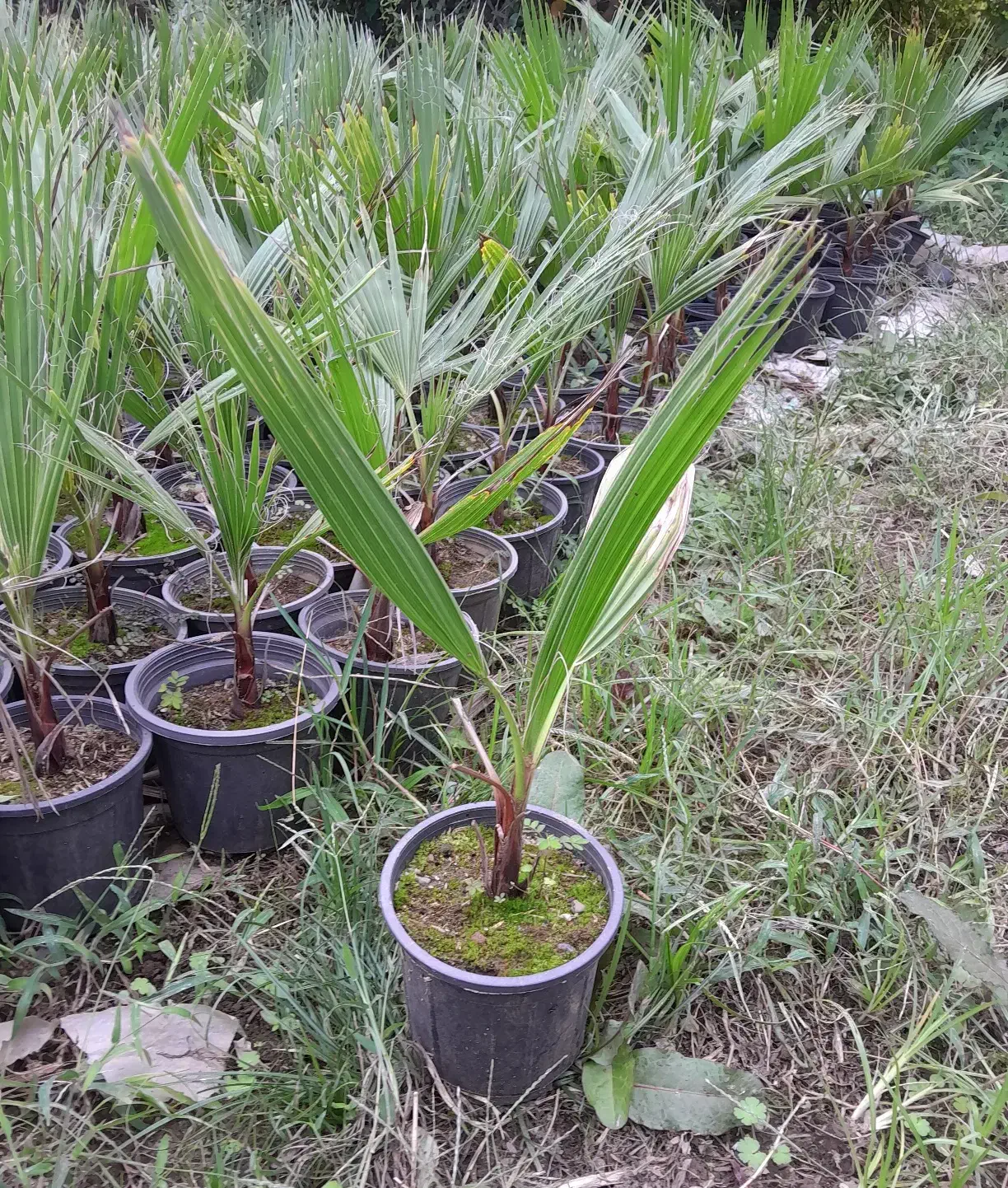 گل وگیاه بیرونی وتزئینی|گل و گیاه طبیعی|رودسر, |دیوار