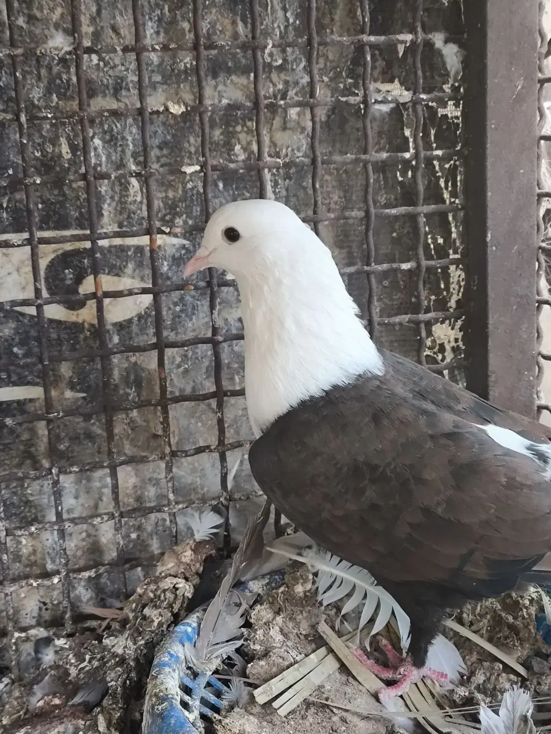 چند جفت نر و ماده|پرنده|بهبهان, |دیوار