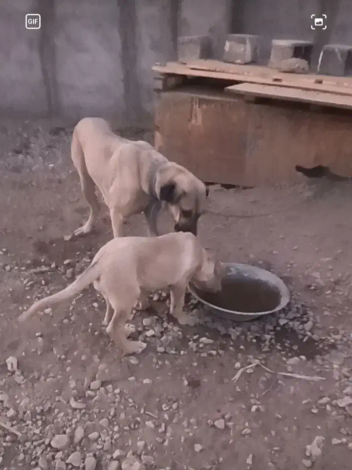 سگ ماده عراقی|سگ|کرج, سی متری صنعتکاران|دیوار