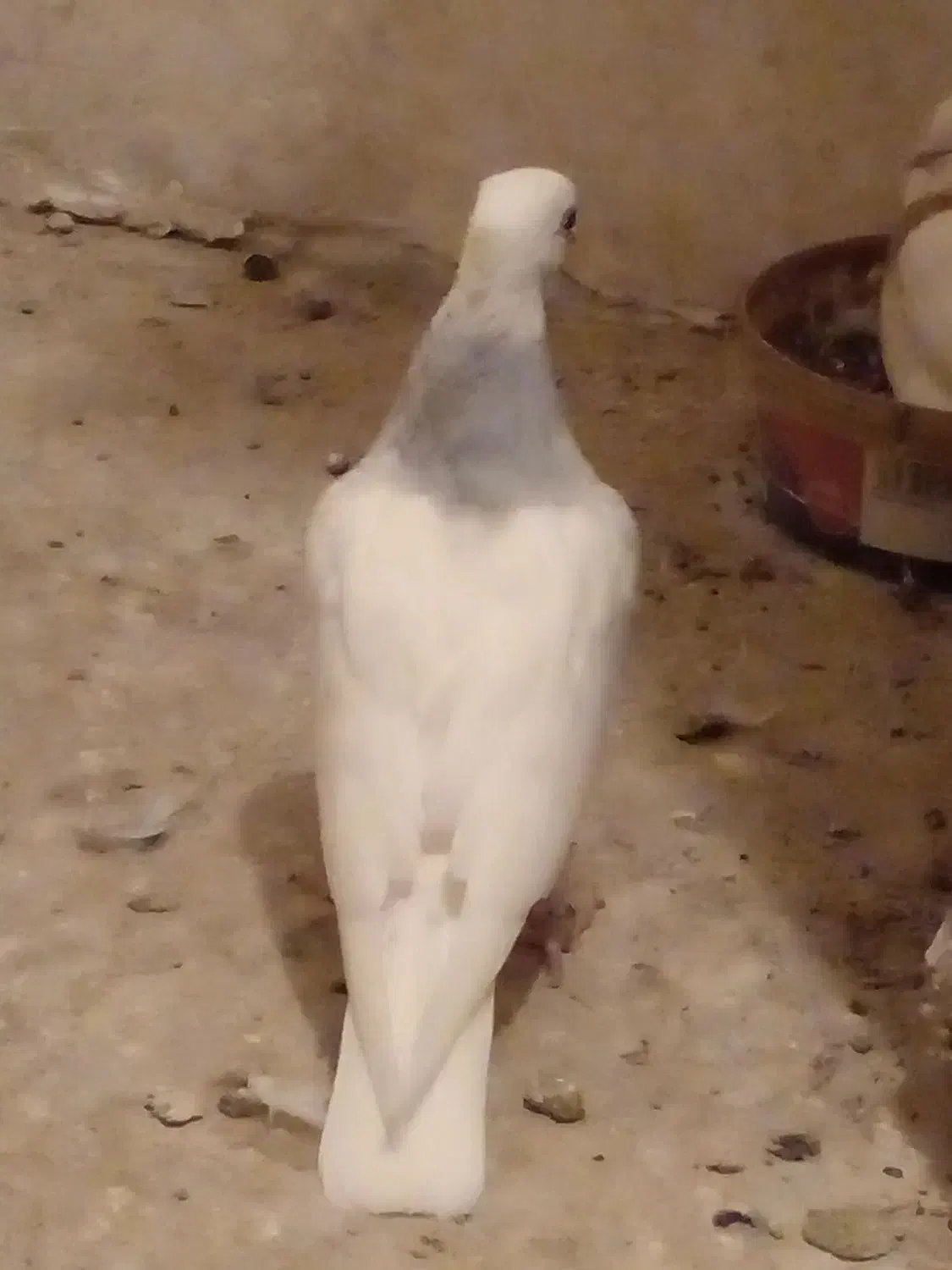 طوقی آبی پرشی|پرنده|قم, شهرک سازمان آب|دیوار