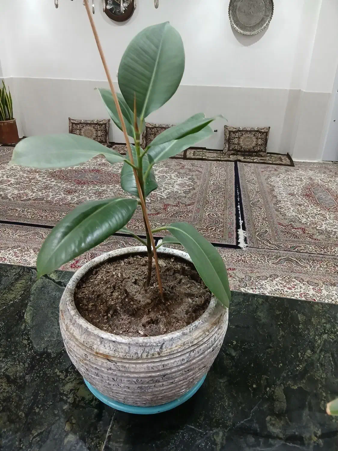 تعدادی گل|گل و گیاه طبیعی|اصفهان, گرکان|دیوار