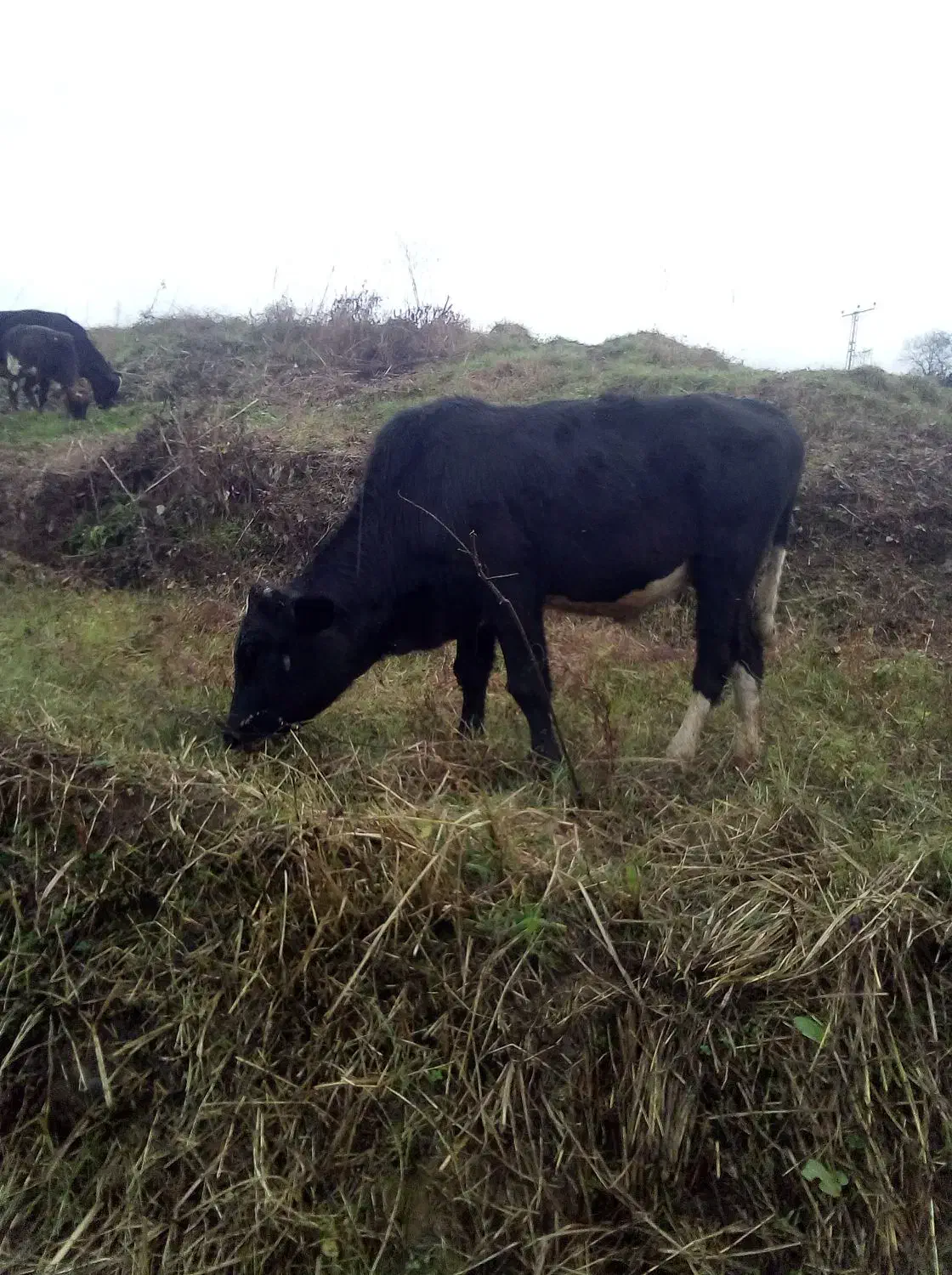 گاو نر|حیوانات مزرعه|رانکوه, |دیوار