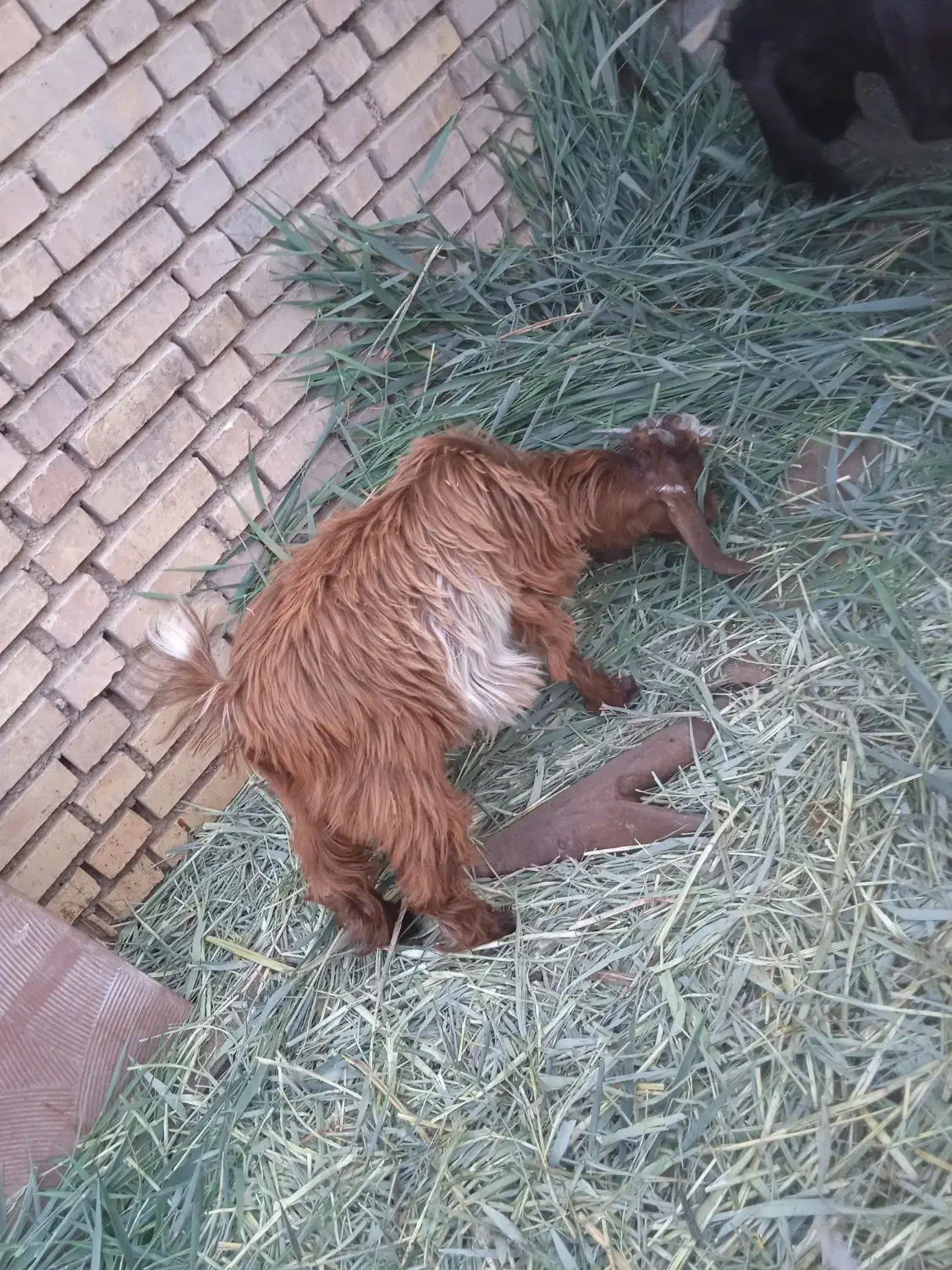 بزنجدی|حیوانات مزرعه|خرمشهر, |دیوار