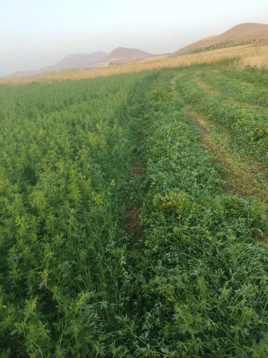 یونجه پر برگ و خرمنکوبی|لوازم جانبی حیوانات|کلیائی, |دیوار