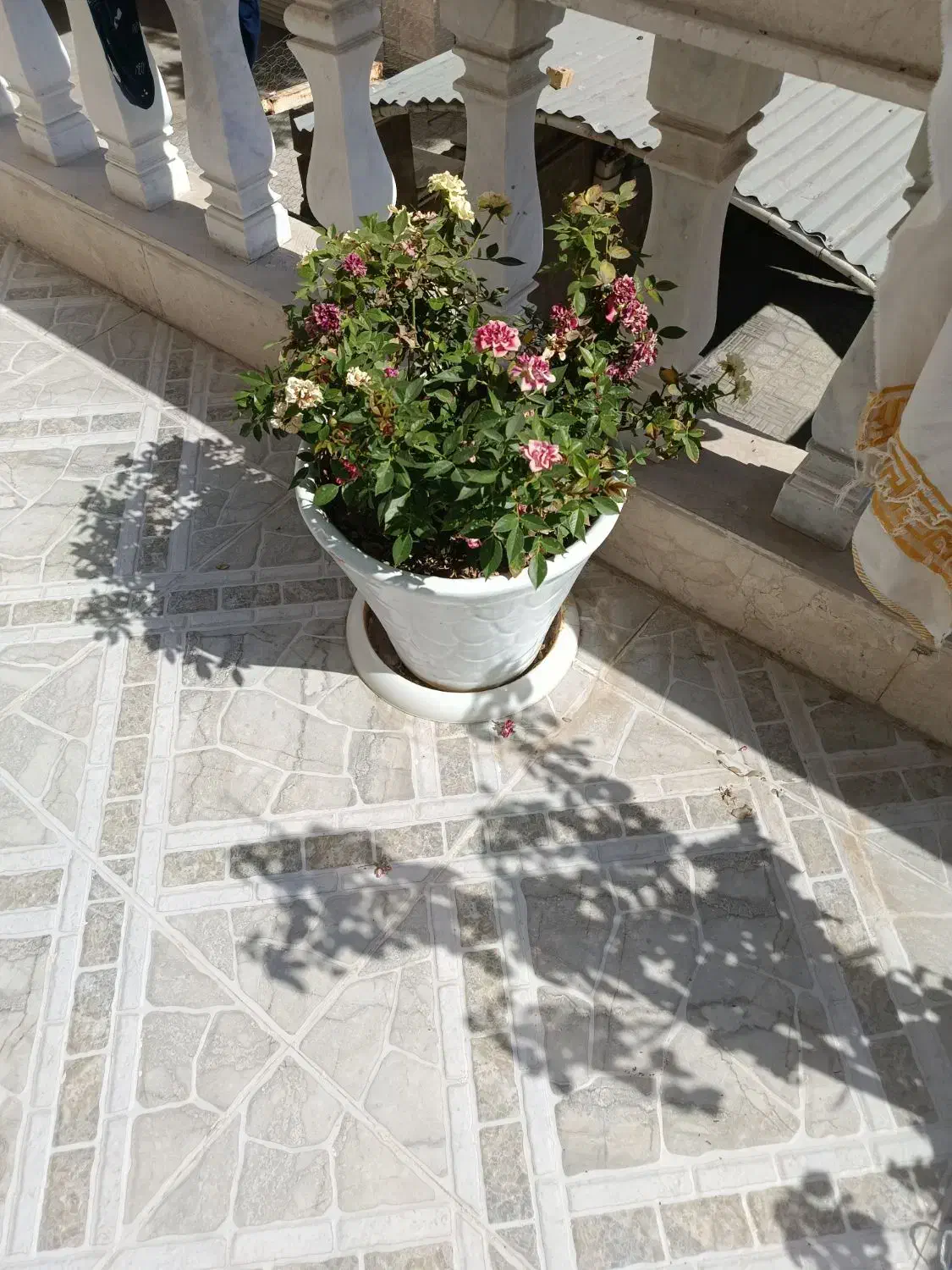 فروش گل های ۷ رنگ با گلدان بزرگ|گل و گیاه طبیعی|یاسوج, |دیوار