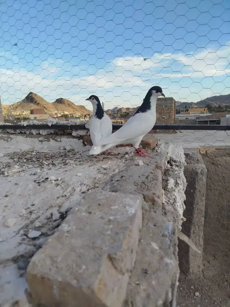 یک جفت نرو ماده|پرنده|سراوان, |دیوار