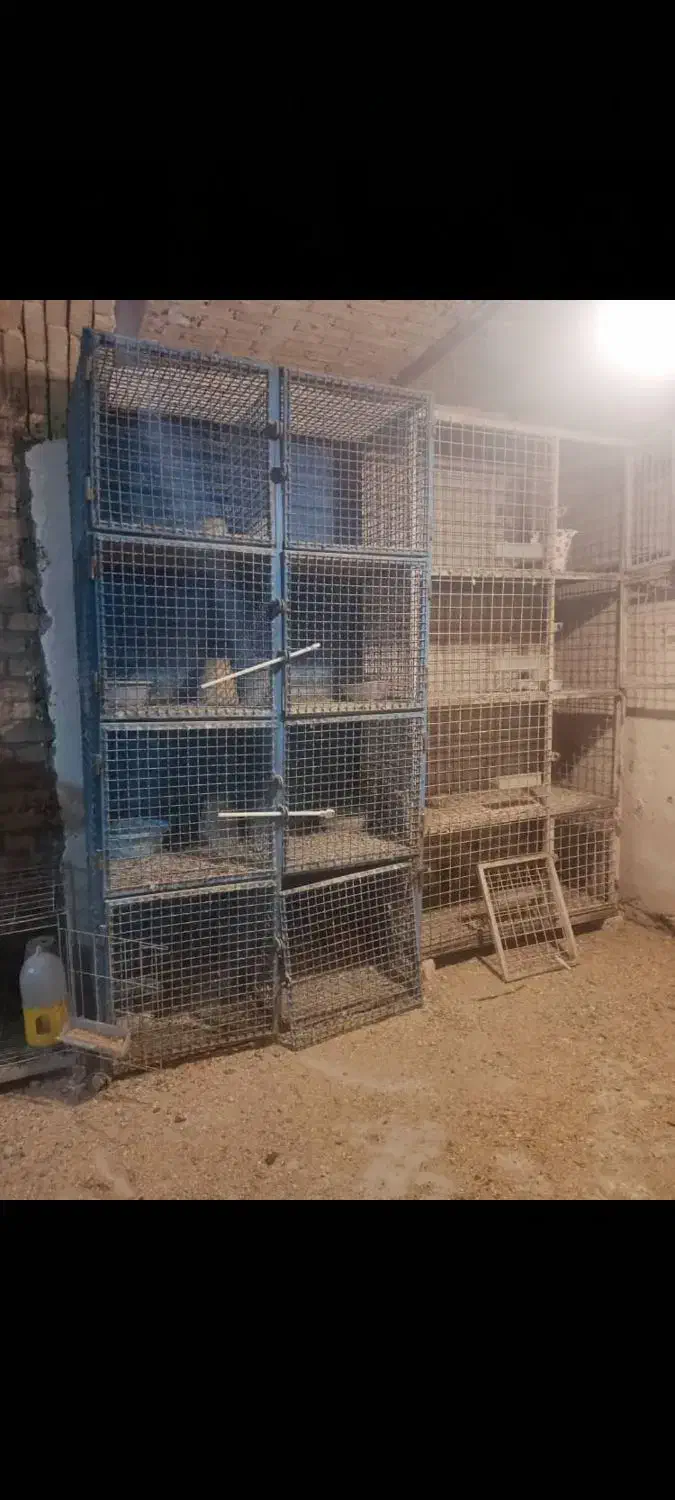 قفس کبوتر|لوازم جانبی حیوانات|اصفهان, پوریای ولی|دیوار