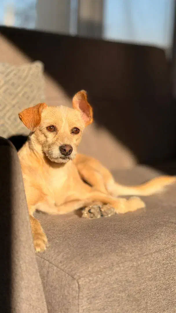 واگذاری|سگ|تهران, ستارخان|دیوار