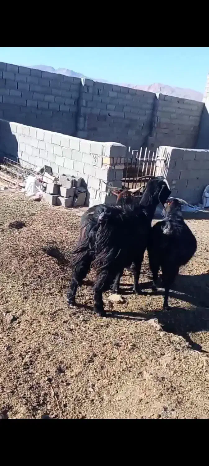 بزجوان|حیوانات مزرعه|شاهرود, |دیوار