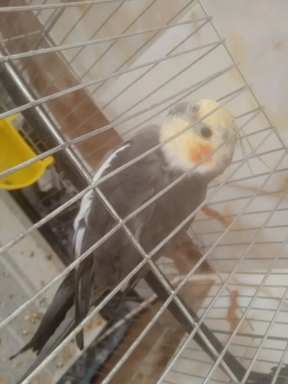 عروس هلندی|پرنده|اسفراین, |دیوار