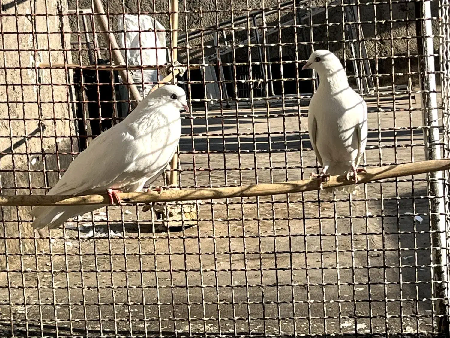 نرماده سفید چش نوک سفید|پرنده|ساوه, |دیوار