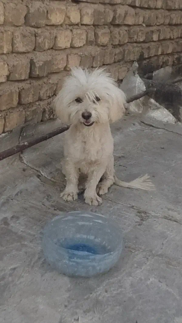 سگ پاپی شیتزو|سگ|خمینیشهر, |دیوار