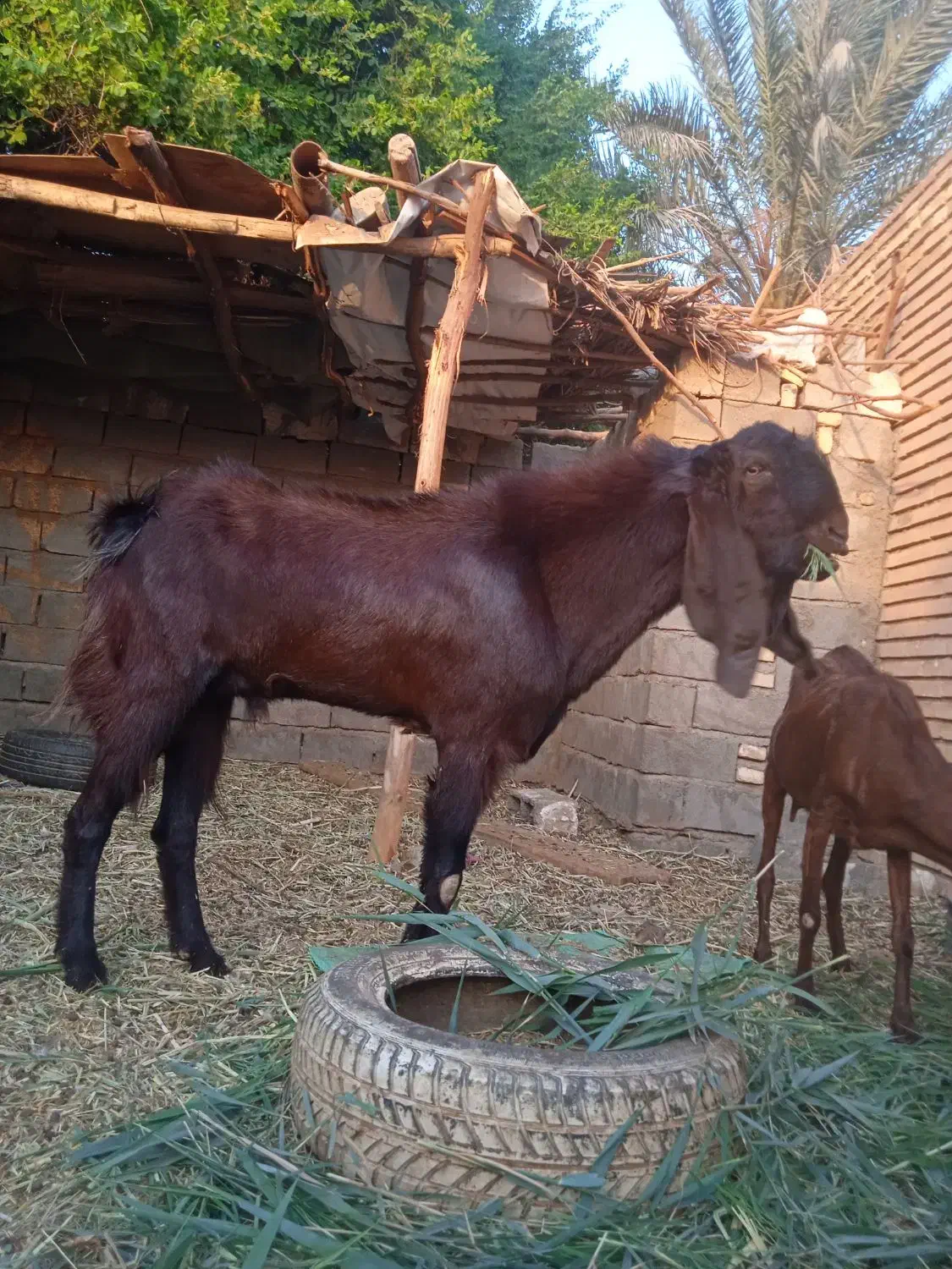 بز نر افغانی|حیوانات مزرعه|خرمشهر, |دیوار