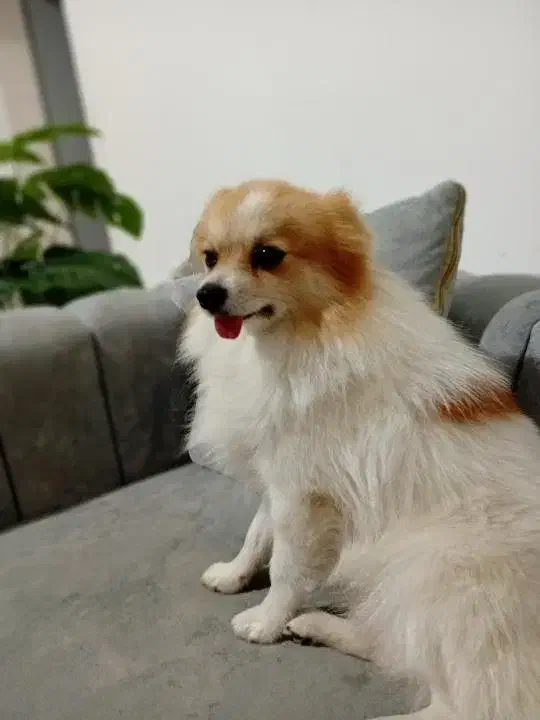 قیمت۲۰ میلیون|سگ|آق قلا, |دیوار