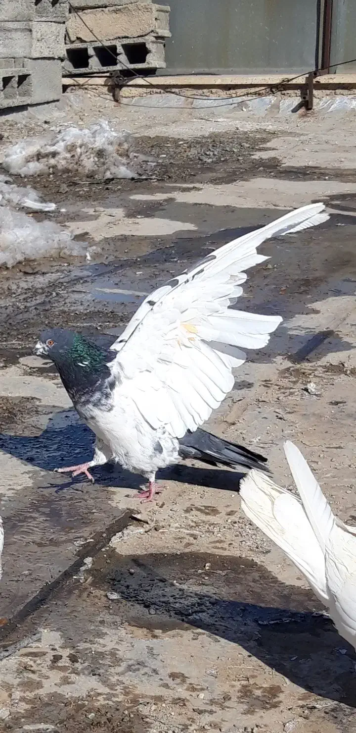 کبوترای اصیل تکی از ۲۰۰تا ۵۰۰|پرنده|هشتگرد, شهرک اداری|دیوار