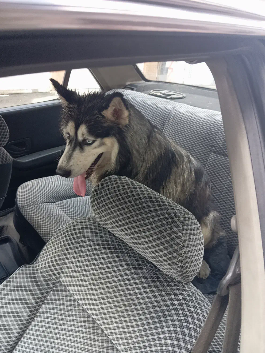 سگ هاسکی مالاموت نر قیمت مناسب|سگ|رشت, فلسطین|دیوار